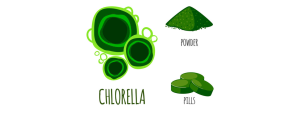 Chlorella