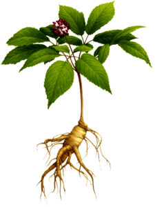 Siberische ginseng