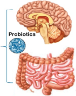 Probiotica-alzheimer