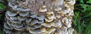 web_paddenstoelen_trametes_0