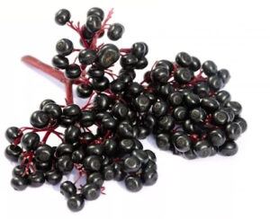 elderberries-fresh-pic-big